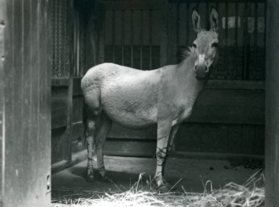 A Somali Wild Ass at London Zoo, 1915. The Somali Wild Ass is an endangered subspecies of the African Wild Ass. by Frederick William Bond